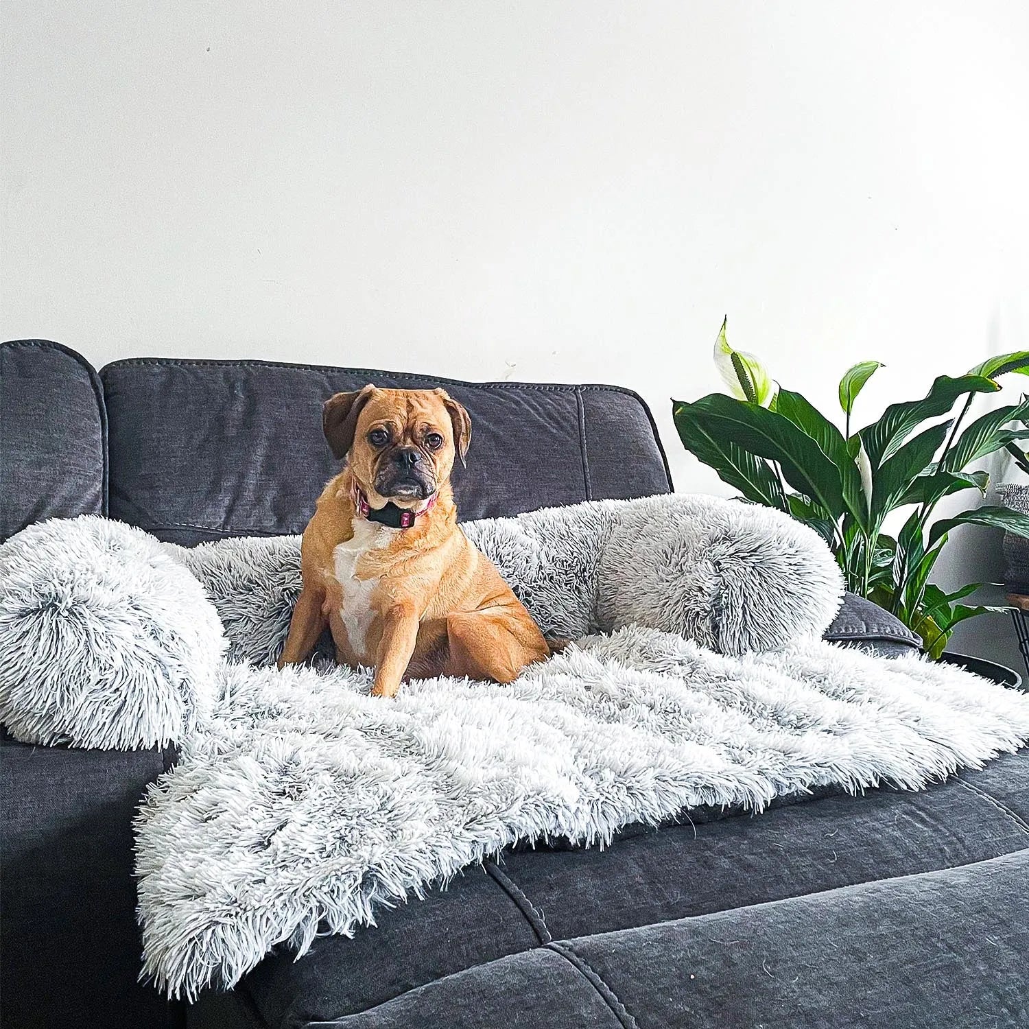 Sofa voor Huisdieren | 50% Sale